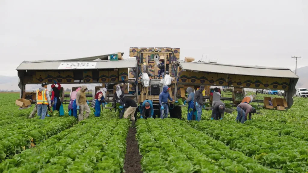 Farmers gathering lettuce