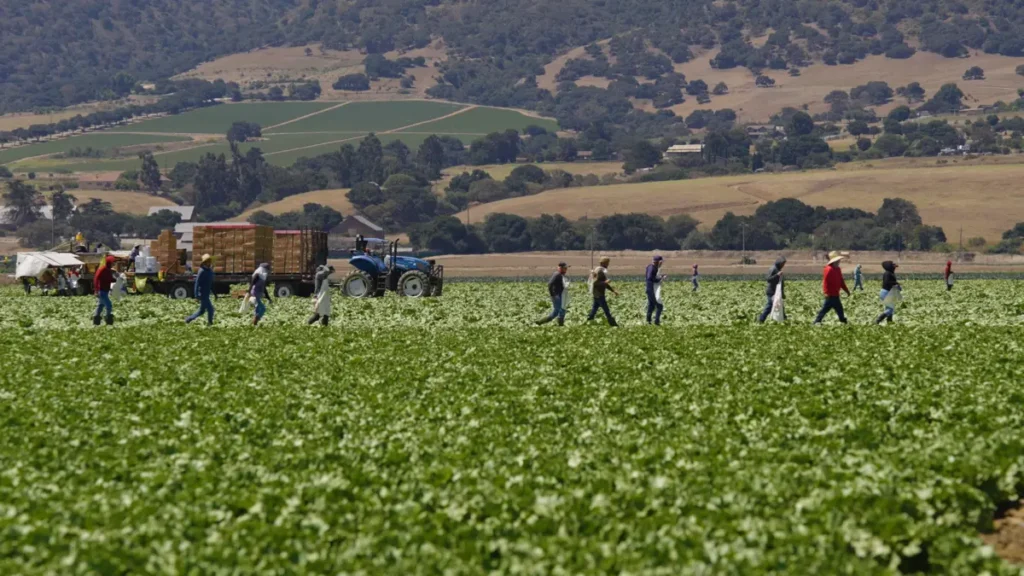 A Commitment to Safe Leafy Greens