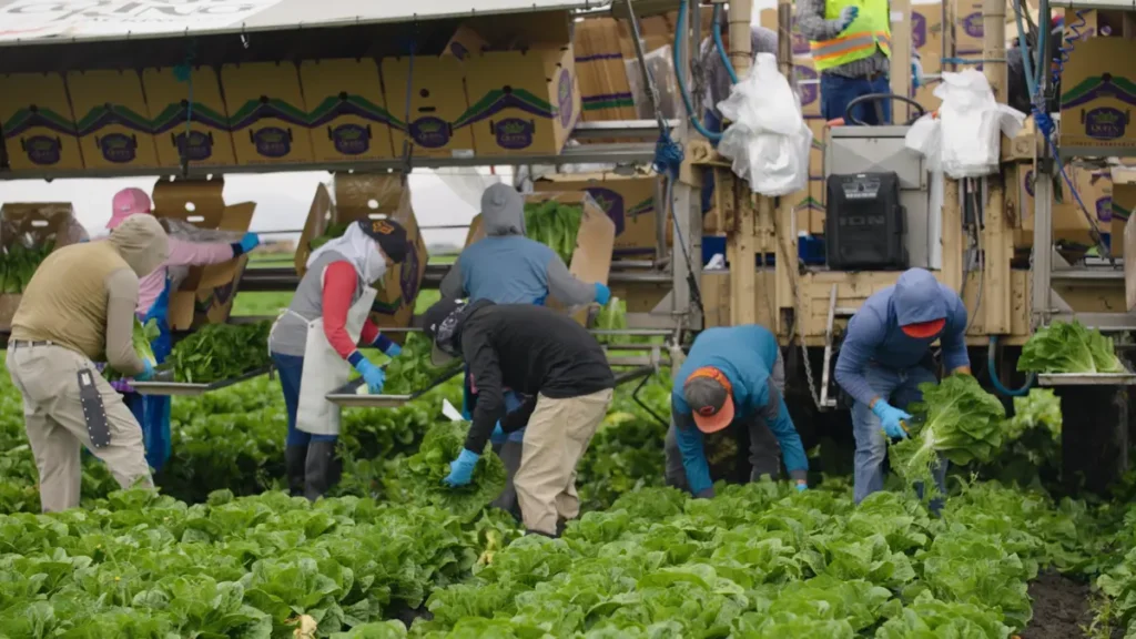 Gathering and harvesting greens